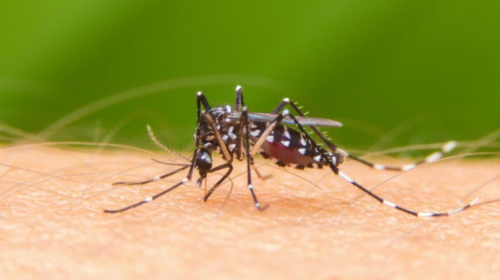 que hacer con las picaduras de mosquito